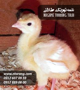 جوجه بوقلمون نیکولاس یکروزه